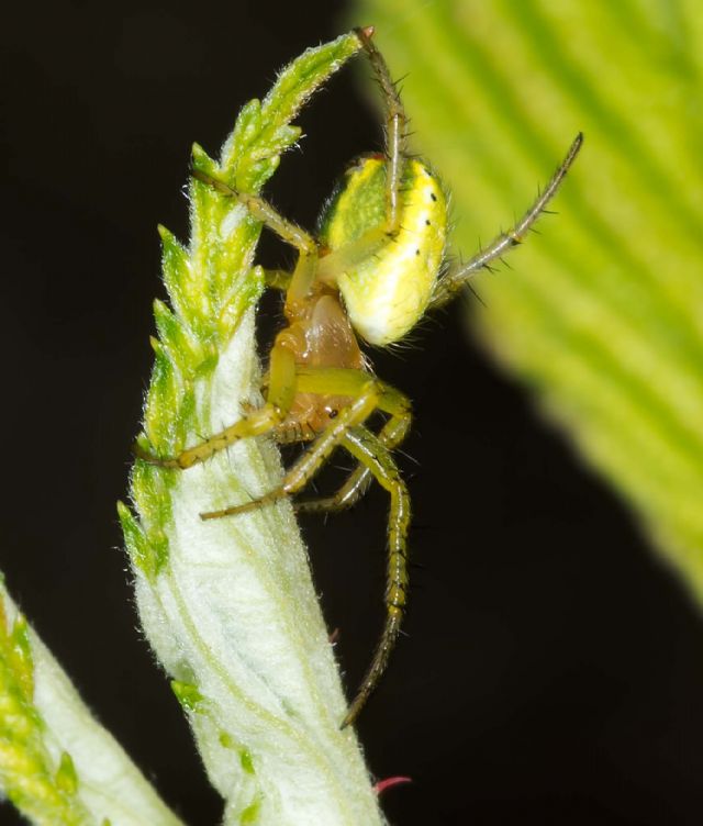 Araniella sp. - Lunigiana